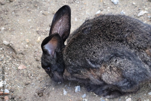 A photo of a rabbit is sitting on the ground photo