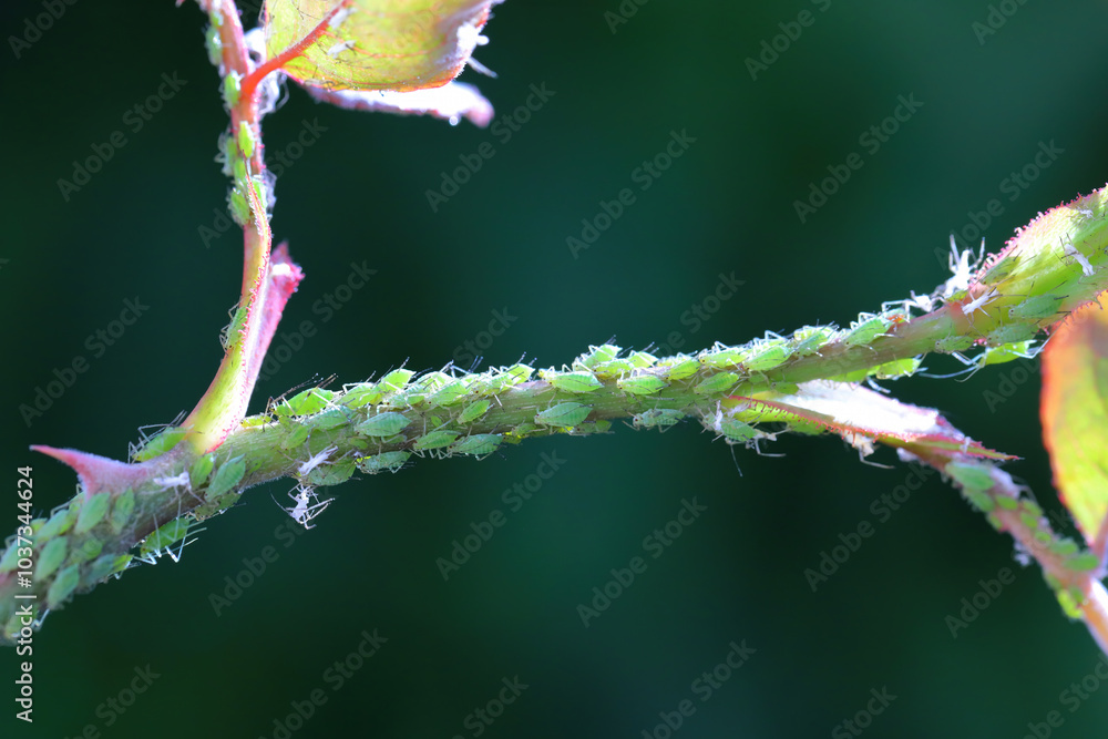 Close up of aphids on rose petals. Close up of aphids on rose petals.