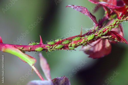 Large Rose Aphids (Macrosiphum rosae), colony, pests on a Rose (Rosa). photo