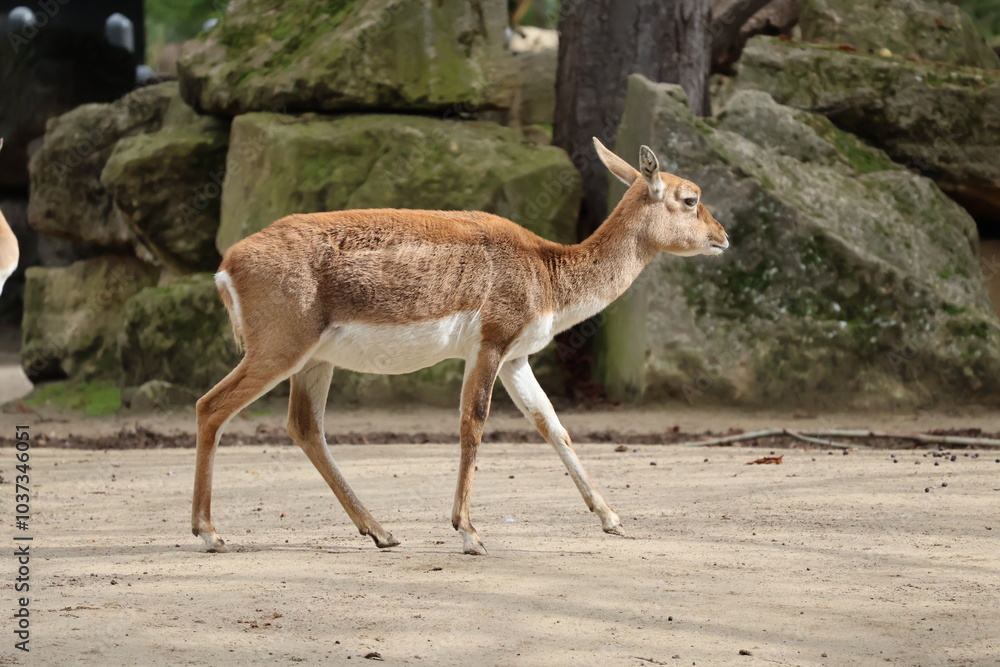 A photo of two small deers walking on a sandy ground A photo of two small deers walking on a sandy ground