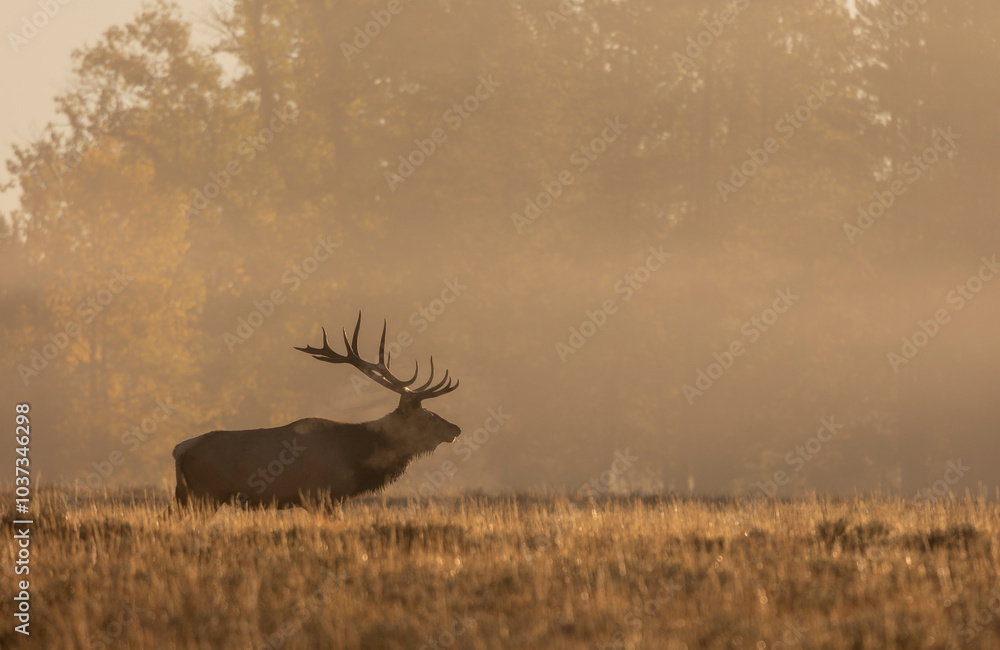 Obraz premium Bull Elk at Sunrise in the Rut in Grand Teton National Park Wyomng in Autumn