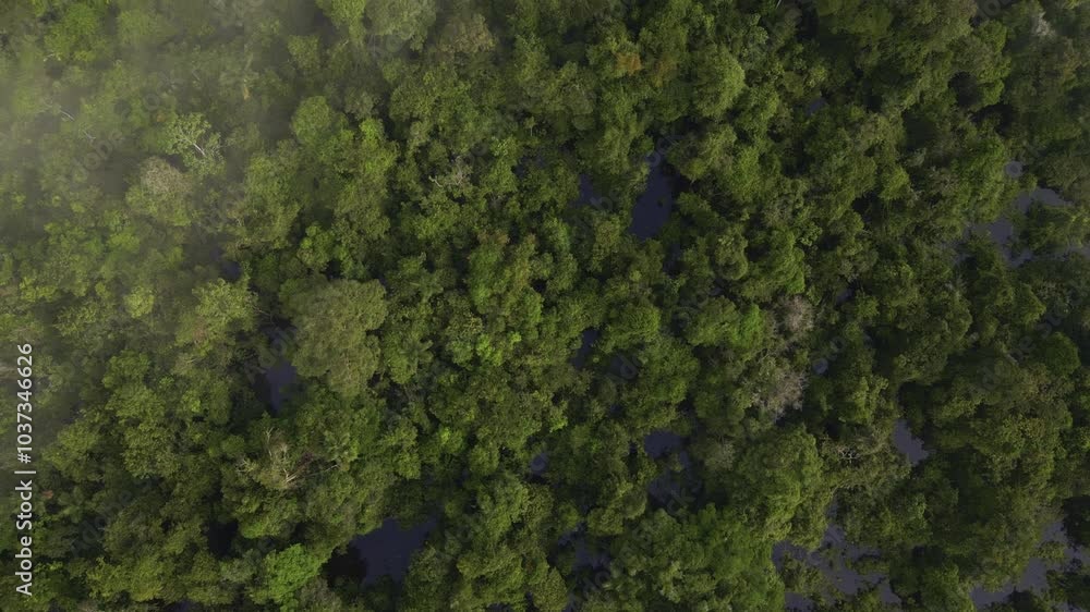 Aerial videos captured with drone of rivers surrounded by large Amazon rainforests, flooded forests of the jungle in the Amazon region of Peru, Amazon forests of Peru from the sky Aerial videos captured with drone of rivers surrounded by large Amazon rainforests, flooded forests of the jungle in the Amazon region of Peru, Amazon forests of Peru from the sky