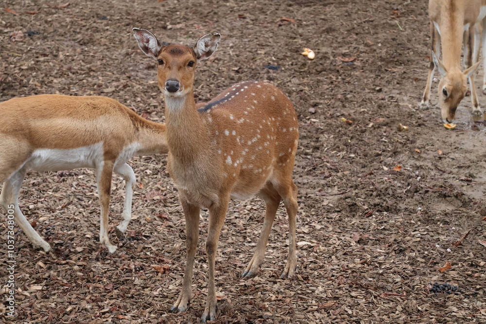 A photo of a baby deer and its mother in a field A photo of a baby deer and its mother in a field
