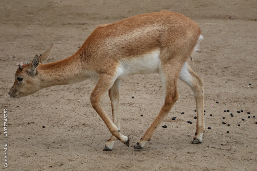 A photo of a small deer is walking on the ground A photo of a small deer is walking on the ground