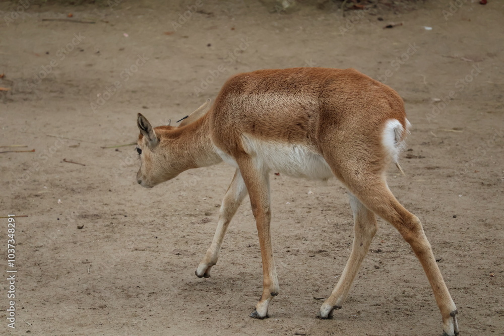 A photo of a small deer walking across a dirt covered field A photo of a small deer walking across a dirt covered field