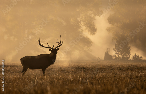 Bull Elk at Sunrise in the Rut in Grand Teton National Park Wyomng in Autumn