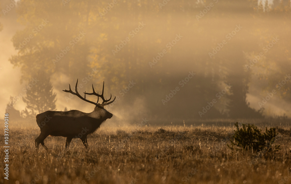 Fototapeta premium Bull Elk at Sunrise in the Rut in Grand Teton National Park Wyomng in Autumn
