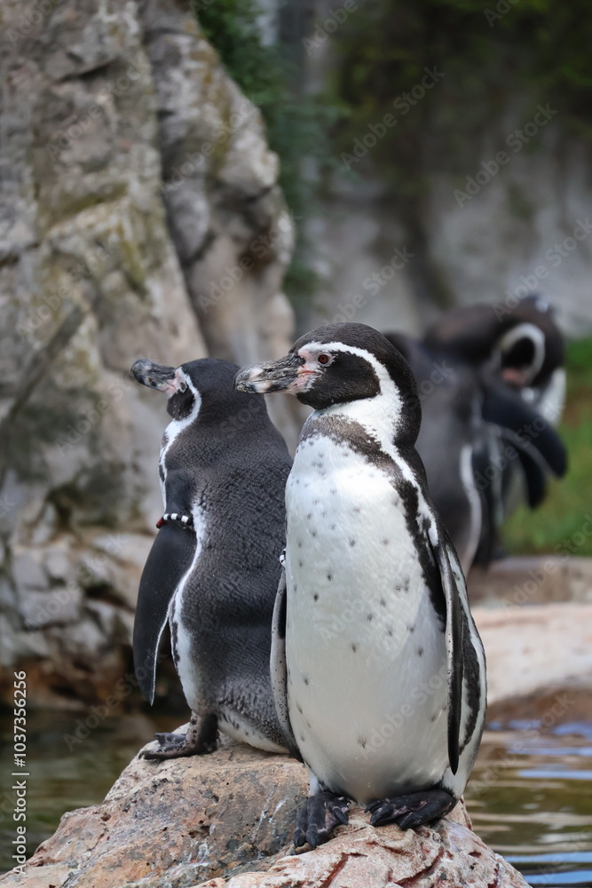 Obraz premium A photo of a penguin is climbing up a rock