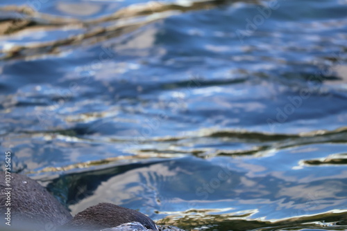 A photo of a seagul swimming in the water photo