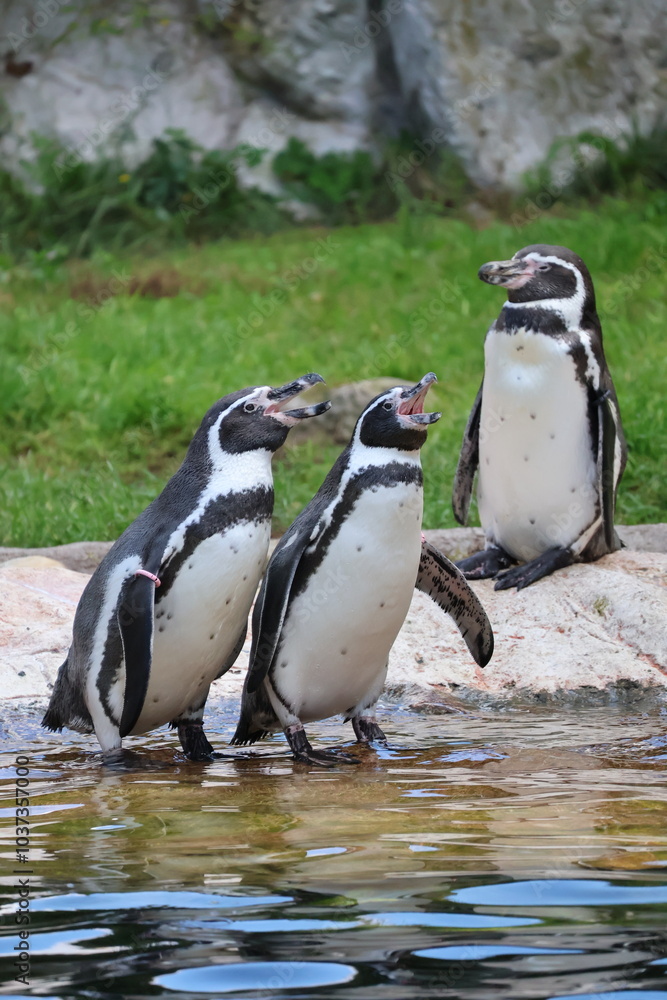Naklejka premium A photo of a group of penguins