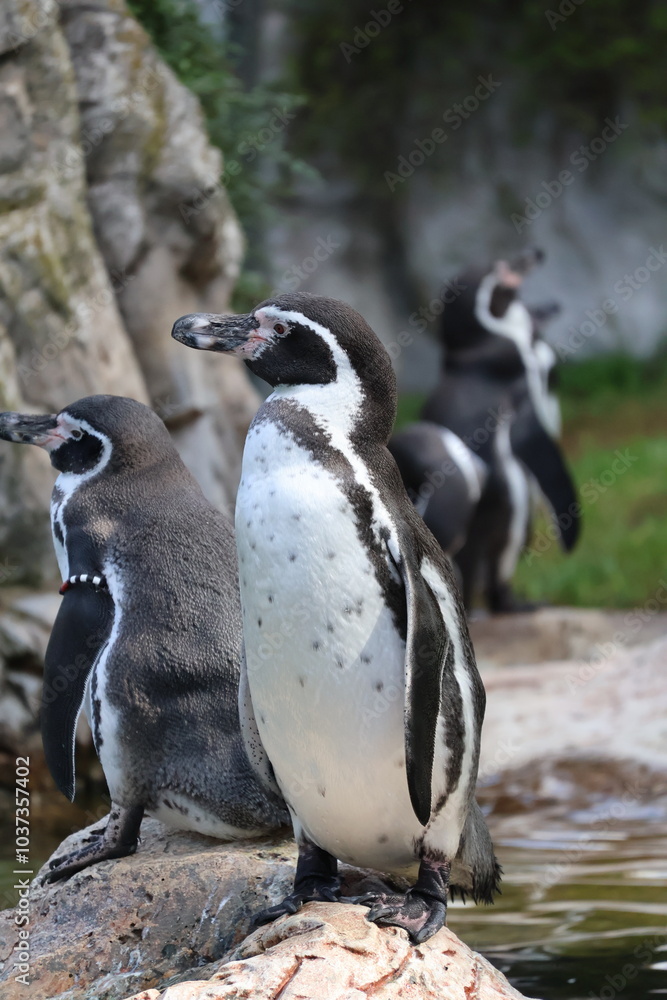 Naklejka premium A photo of a penguin is hanging upside on a rock