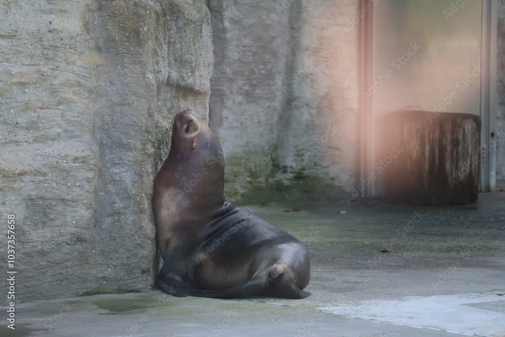 Obraz premium A photo of a seal sitting on the ground in a zoo