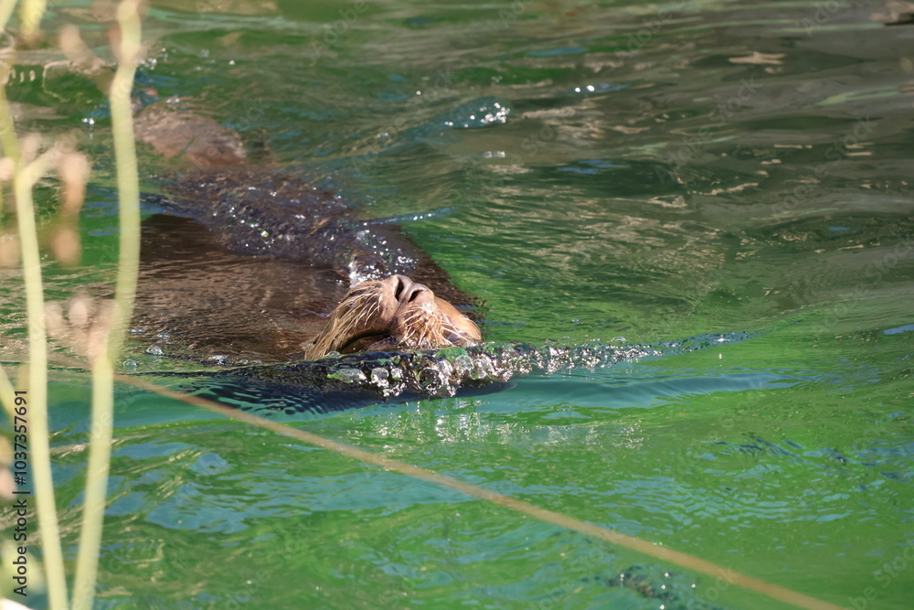 Fototapeta premium A photo of a beaver swimming in the water