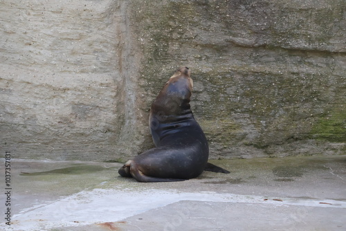 A photo of a seal sitting on the ground in a zoo photo