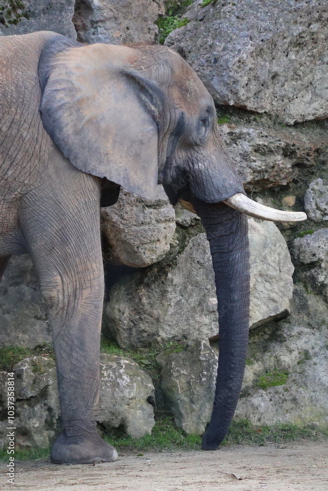 Obraz premium A photo of two elephants standing next to each other elephants
