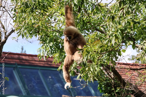 Photography A photo of a monkey hanging from a tree branch