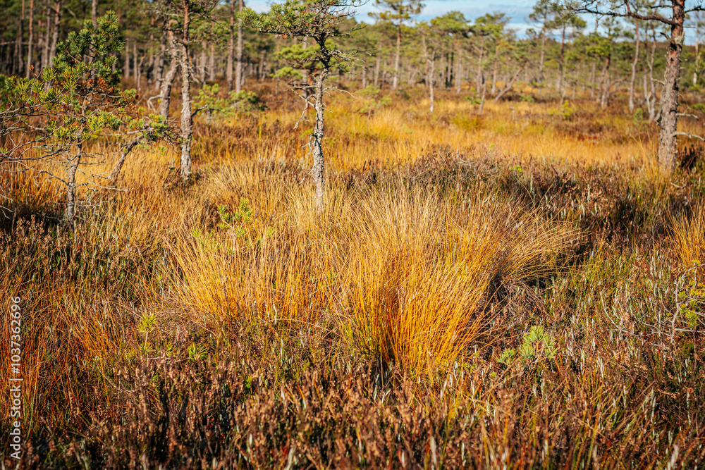 A scenic view of a forest with scattered pine trees and vibrant golden grasses highlighting the beauty of the fall landscape. The surroundings are bathed in soft sunlight under a blue sky. A scenic view of a forest with scattered pine trees and vibrant golden grasses highlighting the beauty of the fall landscape. The surroundings are bathed in soft sunlight under a blue sky.