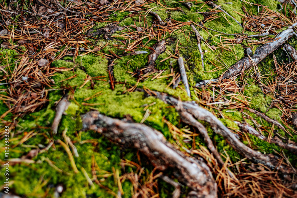 Detailed close-up of the forest floor with bright green moss, scattered pine needles and exposed tree roots. Earth textures create a rich, natural atmosphere. Detailed close-up of the forest floor with bright green moss, scattered pine needles and exposed tree roots. Earth textures create a rich, natural atmosphere.