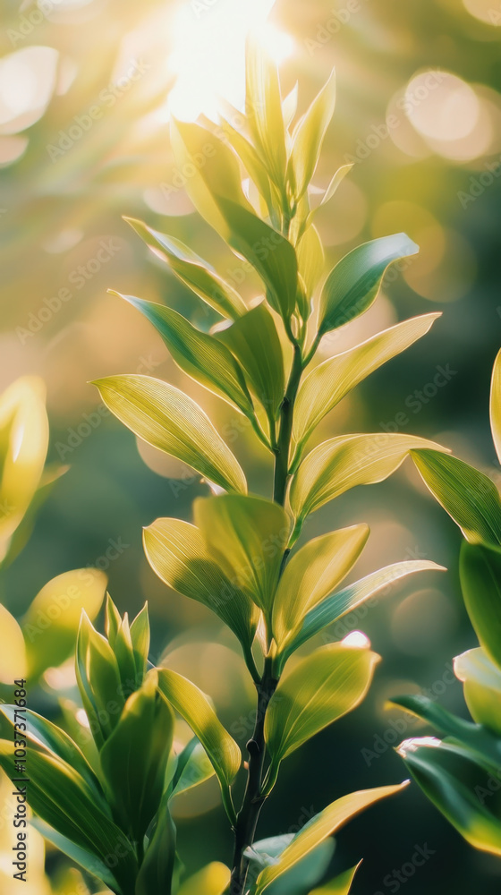 Sunlit green leaves in close-up with natural bokeh background Sunlit green leaves in close-up with natural bokeh background