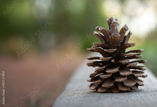 Closeup of Pinecone on Concrete Path