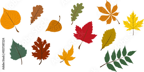 Set of autumn leaves from different trees, oak, maple, chestnut. Simple, yellow, red, orange fall leaf set for pattern, banner, sticker, Hello autumn card. Flat vector illustration on white background