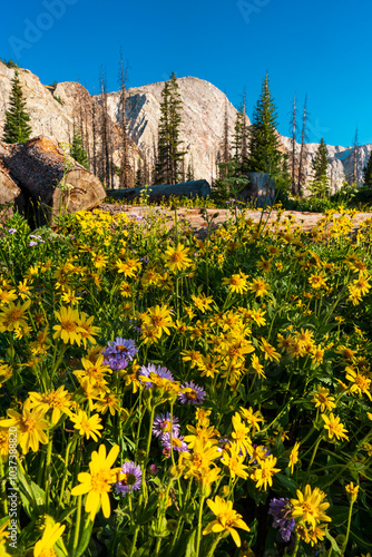 Medicine Bow Peak in Medicine Bow National Park Wyoming National Forest with Spring Flowers Bloom