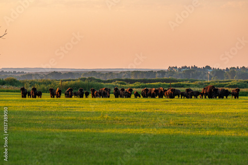 Herd of domestic American bison in grassy green field in Saratoga Wyoming Agriculture bison ranch buffalo 