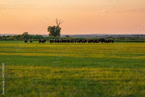Herd of domestic American bison in grassy green field in Saratoga Wyoming Agriculture bison ranch buffalo 