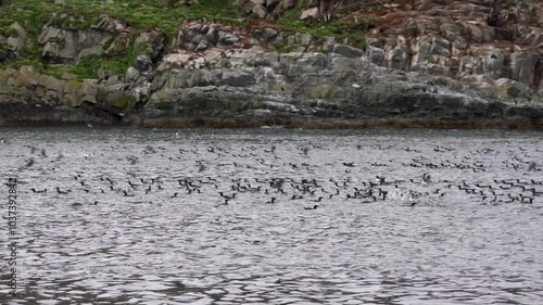 Seabird flock taking flight in slow motion