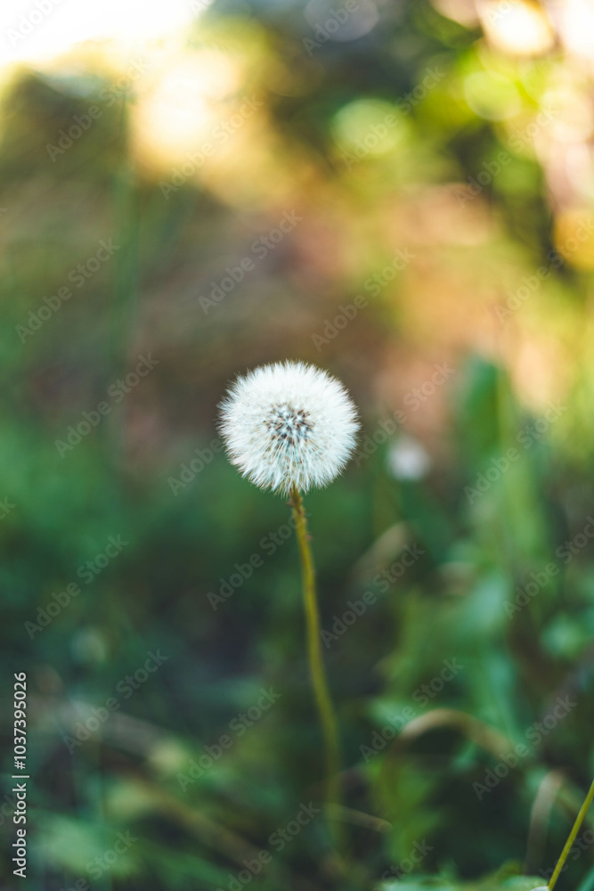 Diente de león Diente de león