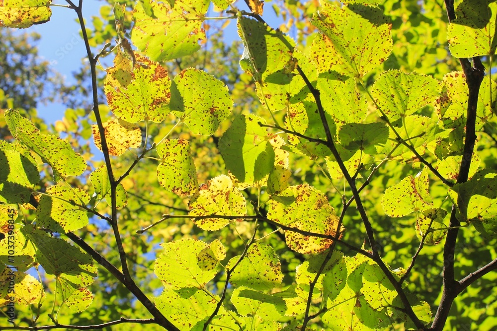 autumn leaves in the forest autumn leaves in the forest