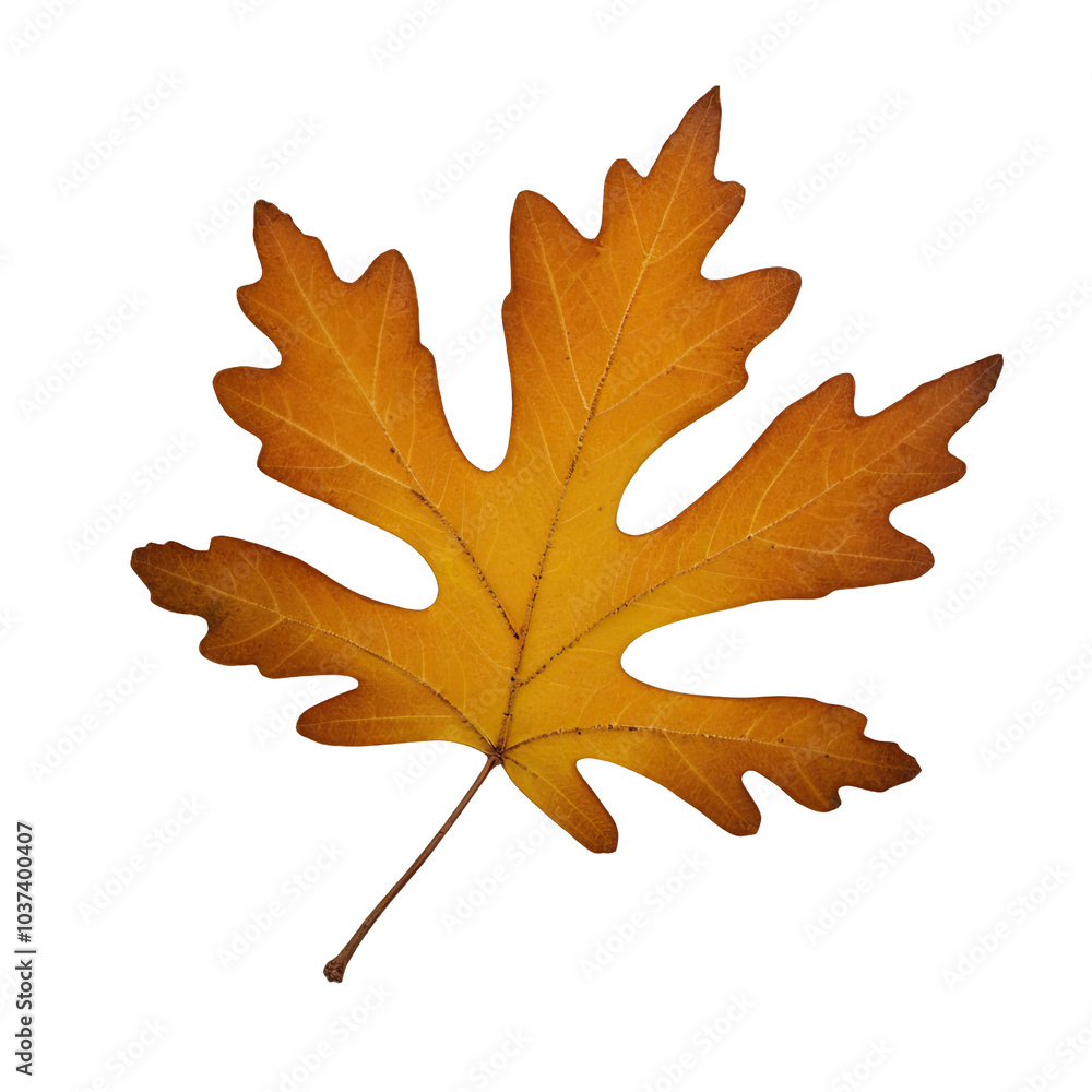 Fototapeta premium orange oak leaf 