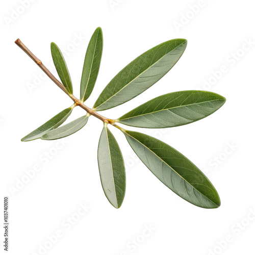 branch with olive leaves 