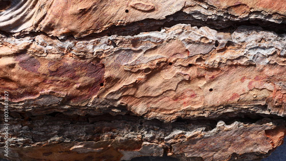 Fototapeta premium Brown tree bark close-up in natural light, details, natural wood texture, France nature