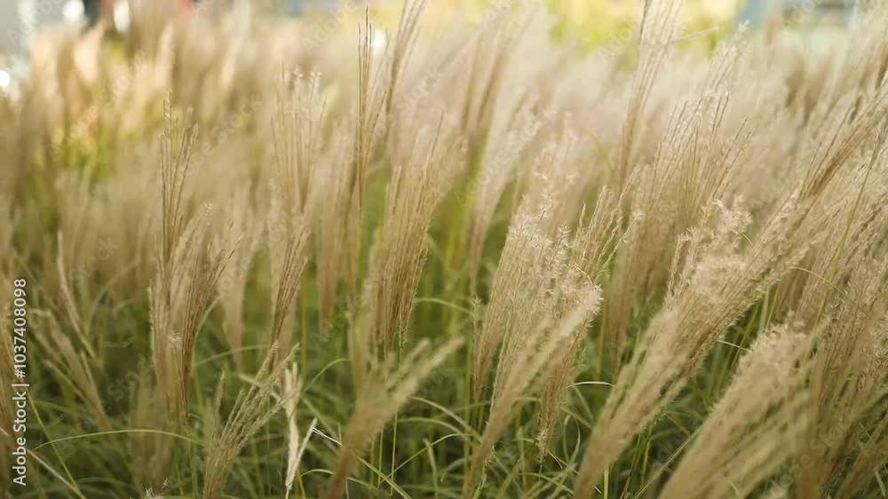Field with grass flowers swaying by the blowing wind outdoors. Growing on shores of rivers, ponds or lakes. Flora. Landscape of pampas. High quality FullHD footage Field with grass flowers swaying by the blowing wind outdoors. Growing on shores of rivers, ponds or lakes. Flora. Landscape of pampas. High quality FullHD footage
