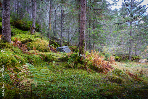 Obraz na płótnie im farbenprächtigen Herbstwald w salonie