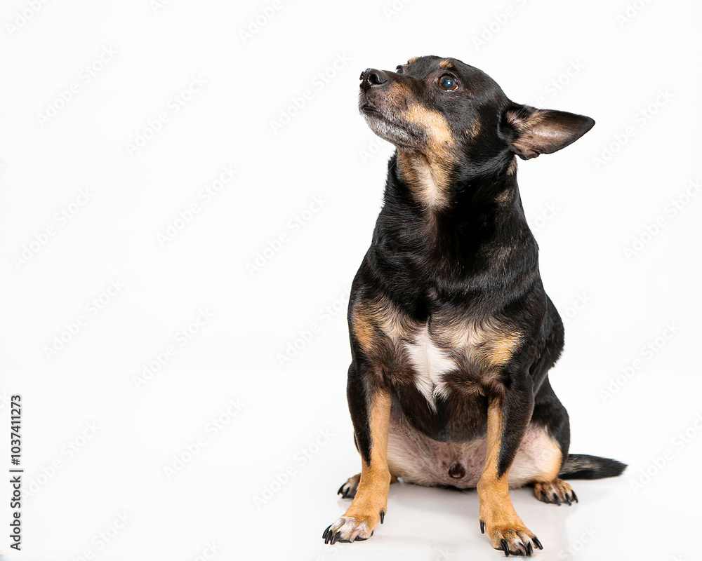 Snobby Chihuahua Snobby Chihuahua