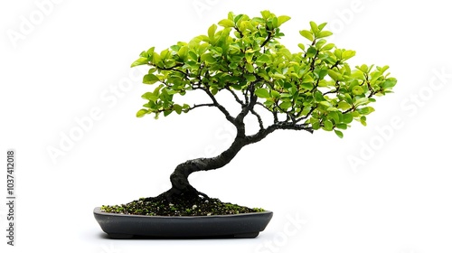 Small bonsai tree with twisted branches and vibrant green leaves isolated on a white background