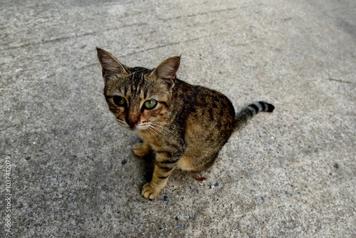 hungry stray cat sitting quietly outdoors in the gentle glow of the evening. The serene atmosphere of the nice day contrasts with the cat's longing gaze