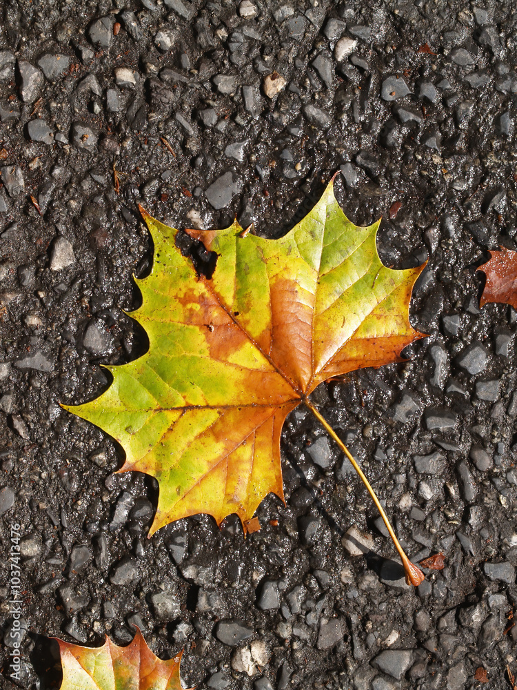 Tight Shot Of Autumn Leaf Fallen On Road Tight Shot Of Autumn Leaf Fallen On Road