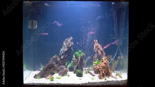 Aquarium with fishes (Notromus chrosomus)