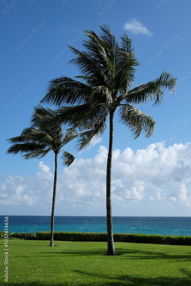 palm tree on the beach palm tree on the beach