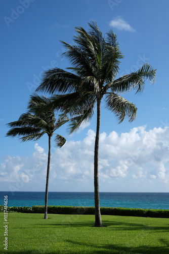 palm tree on the beach