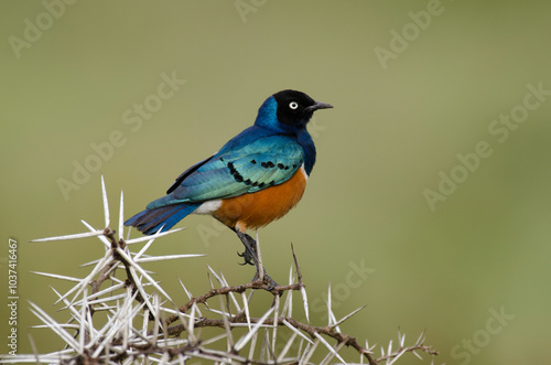 Choucador superbe, .Lamprotornis superbus, Superb Starling, Spreo superbe, Spreo superbus, Kenya