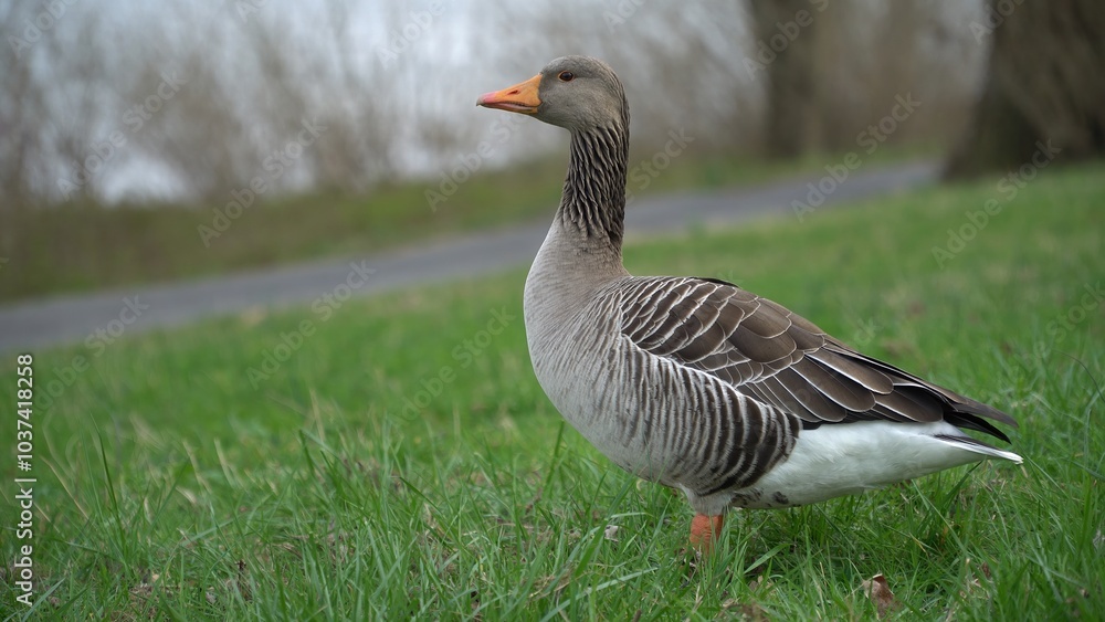 Goose. A Graceful Goose Standing Calmly Near The Riverbank, Surrounded By Lush Greenery And Reflective Waters, Capturing The Peaceful Essence Of Wildlife In Harmony With Its Natural Environment.
Goose. A Graceful Goose Standing Calmly Near The Riverbank, Surrounded By Lush Greenery And Reflective Waters, Capturing The Peaceful Essence Of Wildlife In Harmony With Its Natural Environment.