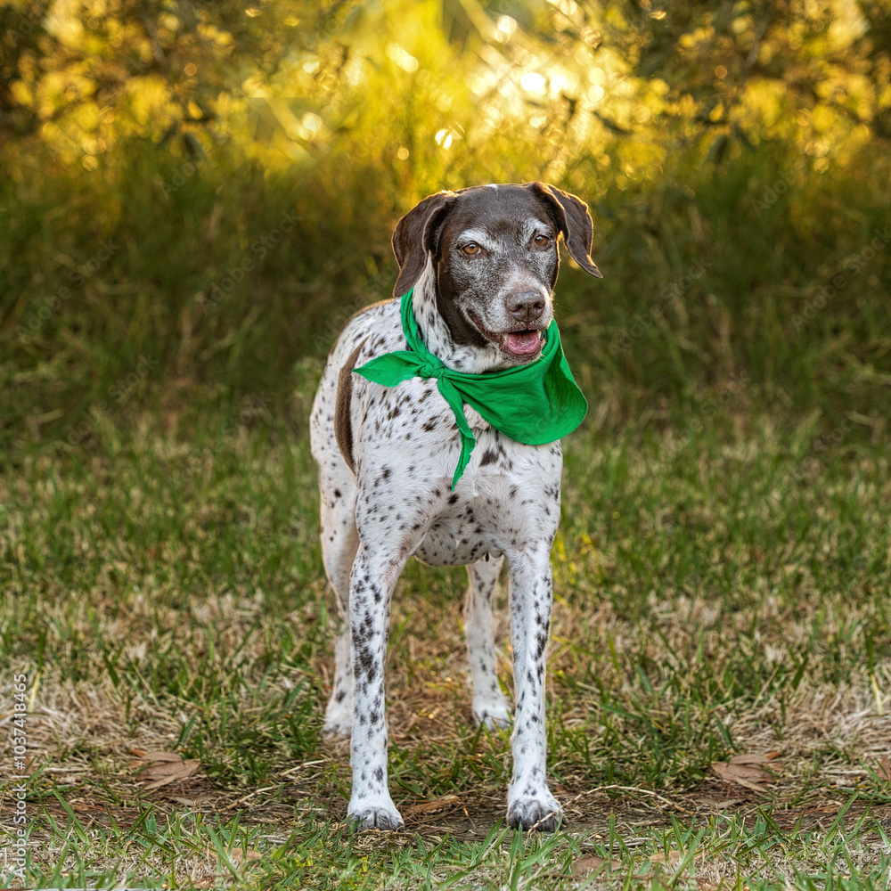 dog standing in front of setting sun dog standing in front of setting sun