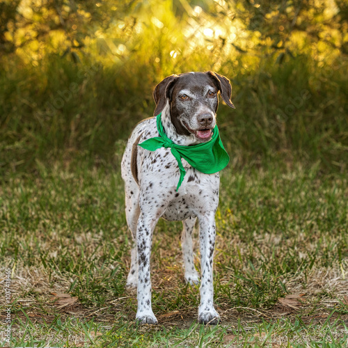 dog standing in front of setting sun