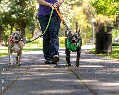 Two dogs walking on leashes in park