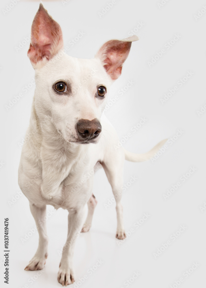 White Chihuahua mix on white background White Chihuahua mix on white background