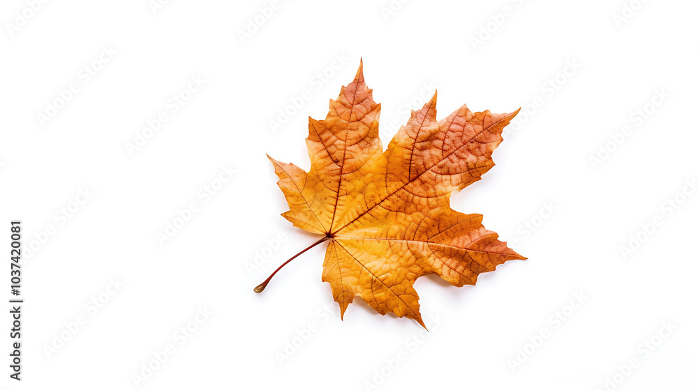 Autumn leaves on an isolated white background. Autumn leaves on an isolated white background.
